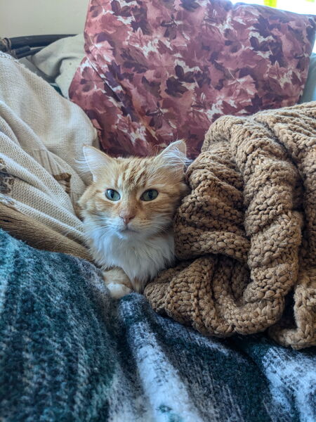 Entry image for Ruby. Clicking this image will show a larger photo