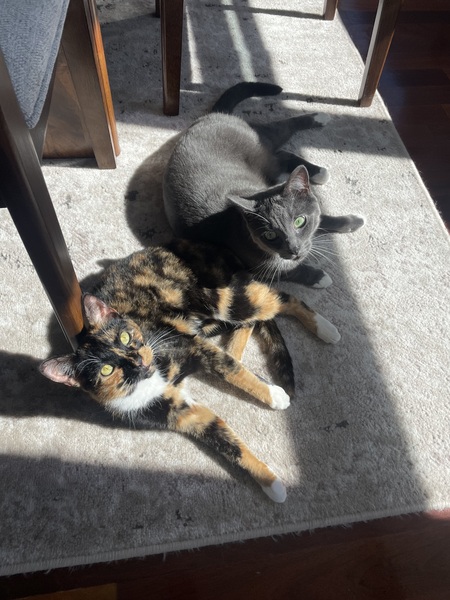 Entry image for Bonnie & Bandit. Clicking this image will show a larger photo