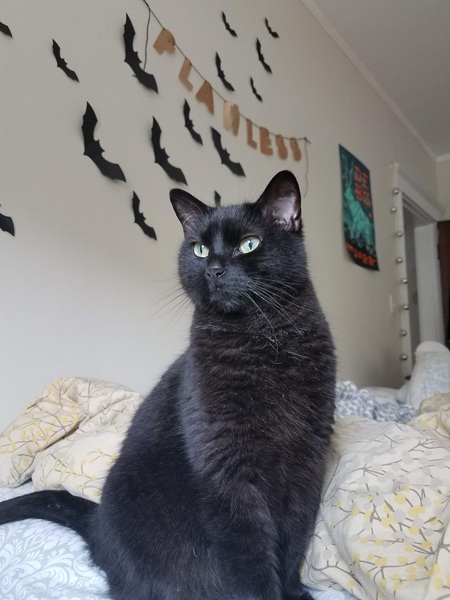 Entry image for Kevin McCattister . Clicking this image will show a larger photo