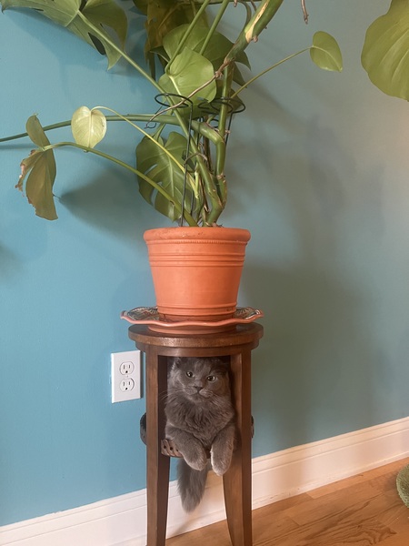 Entry image for Rina Rosenstein. Clicking this image will show a larger photo