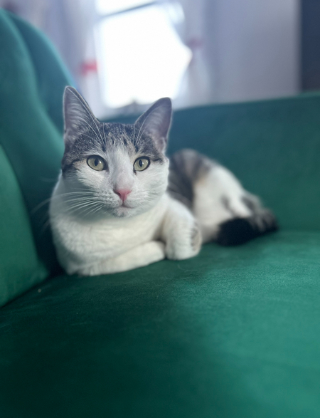 Entry image for Lorelai. Clicking this image will show a larger photo