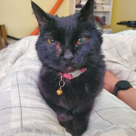 Entry image for Lucky Lady. Clicking this image will show a larger photo