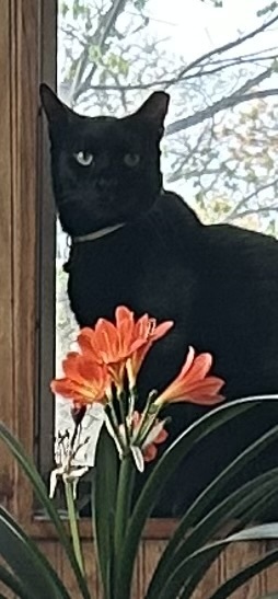 Entry image for JET. Clicking this image will show a larger photo