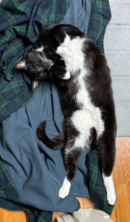 Entry image for Tybalt, Prince of Cats. Clicking this image will show a larger photo