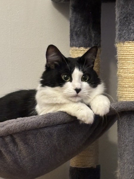 Entry image for Millie. Clicking this image will show a larger photo