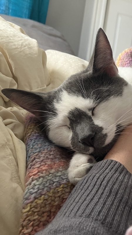 Entry image for Halley. Clicking this image will show a larger photo