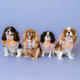 Entry image for Rosie, Poppy, Daisy, & Pansy 