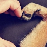 Entry image for Love my rescue