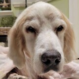 Entry image for Buddy