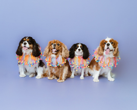 Entry image for Rosie, Poppy, Daisy, & Pansy . Clicking this image will show a larger photo