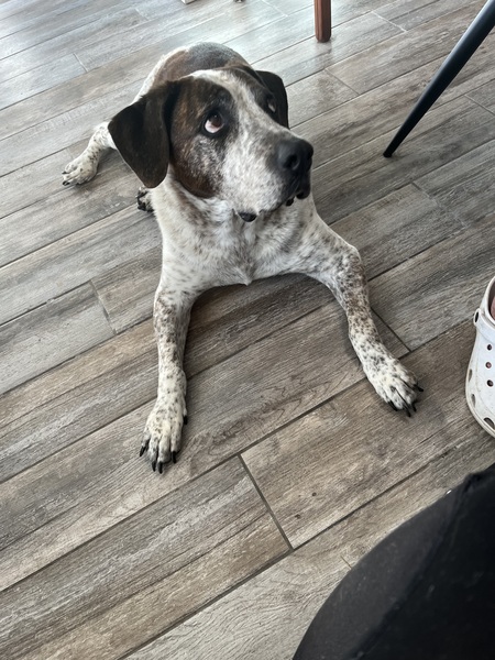 Entry image for Buck. Clicking this image will show a larger photo