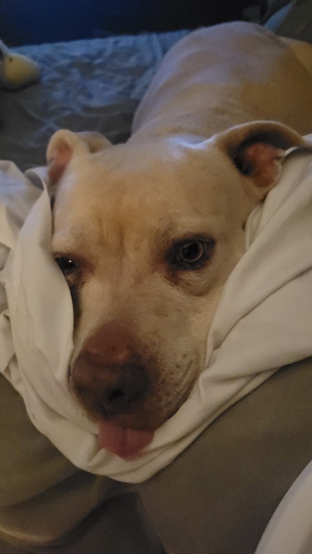 Entry image for Lucy. Clicking this image will show a larger photo
