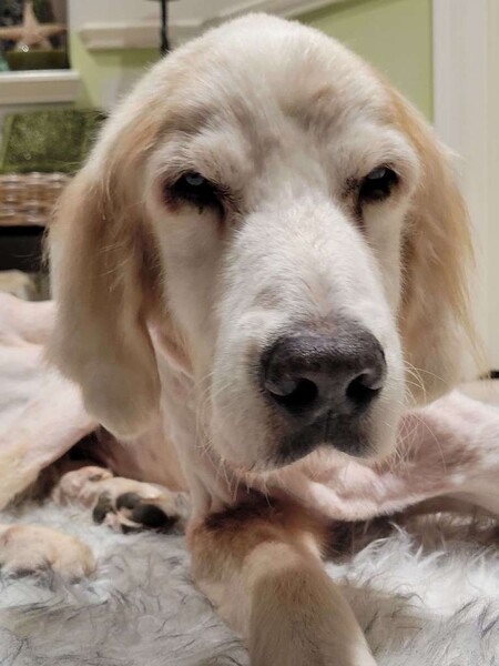 Entry image for Buddy. Clicking this image will show a larger photo