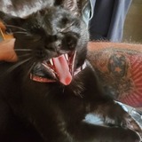 Entry image for Kiki