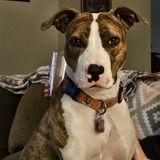 Entry image for Summitt 