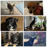 Entry image for Bella, Chloe, &Tessa