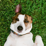 Entry image for Stella