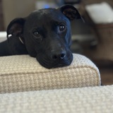 Entry image for Sasha