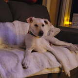 Entry image for Bodie