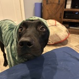 Entry image for Milo