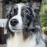 Entry image for Rocco