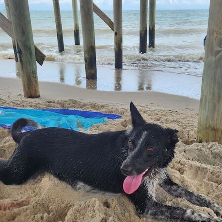 Entry image for Cali. Clicking this image will show a larger photo