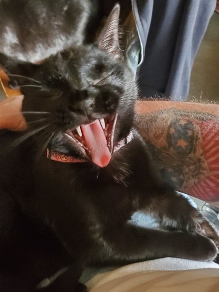 Entry image for Kiki. Clicking this image will show a larger photo