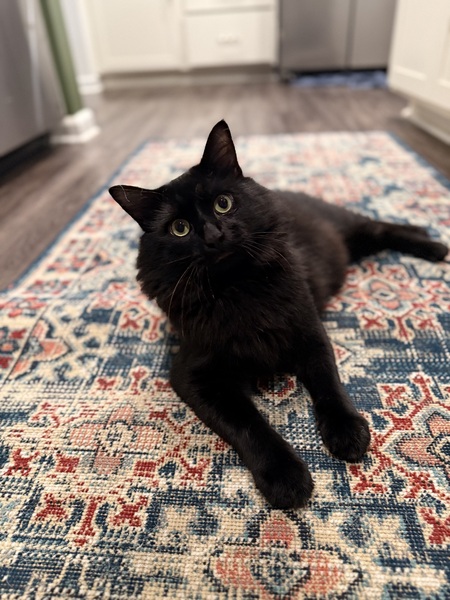 Entry image for Ferris . Clicking this image will show a larger photo