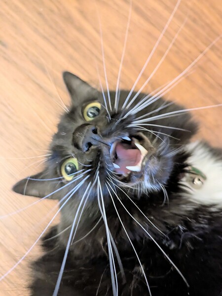 Entry image for Percy. Clicking this image will show a larger photo