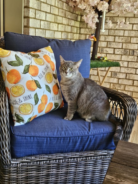 Entry image for Atticus Farabee . Clicking this image will show a larger photo