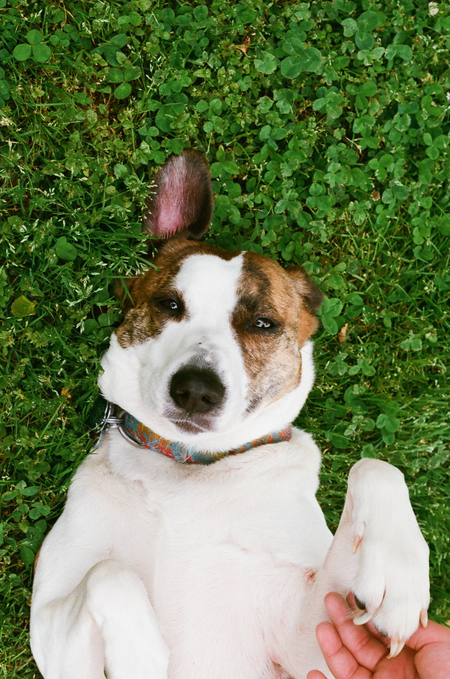 Entry image for Stella. Clicking this image will show a larger photo