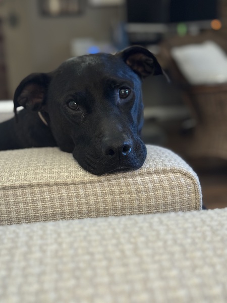 Entry image for Sasha. Clicking this image will show a larger photo