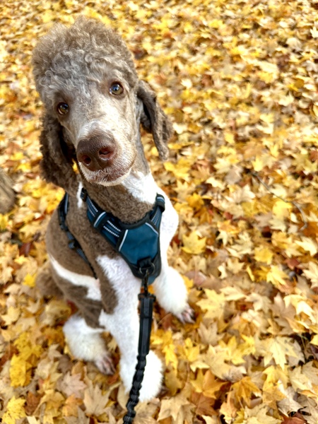 Entry image for Bob. Clicking this image will show a larger photo