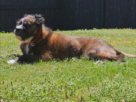 Entry image for Luna. Clicking this image will show a larger photo