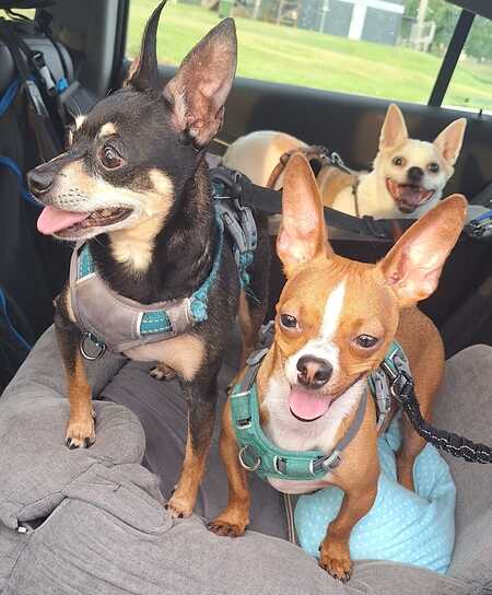 Entry image for The Gang - Klaus, Kreed, Baby Yoda. Clicking this image will show a larger photo