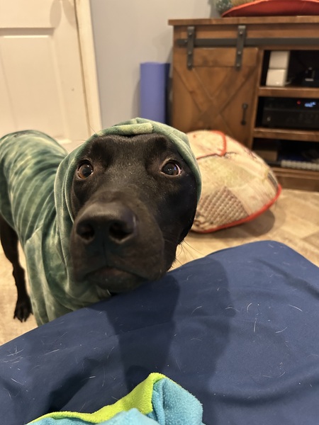 Entry image for Milo. Clicking this image will show a larger photo