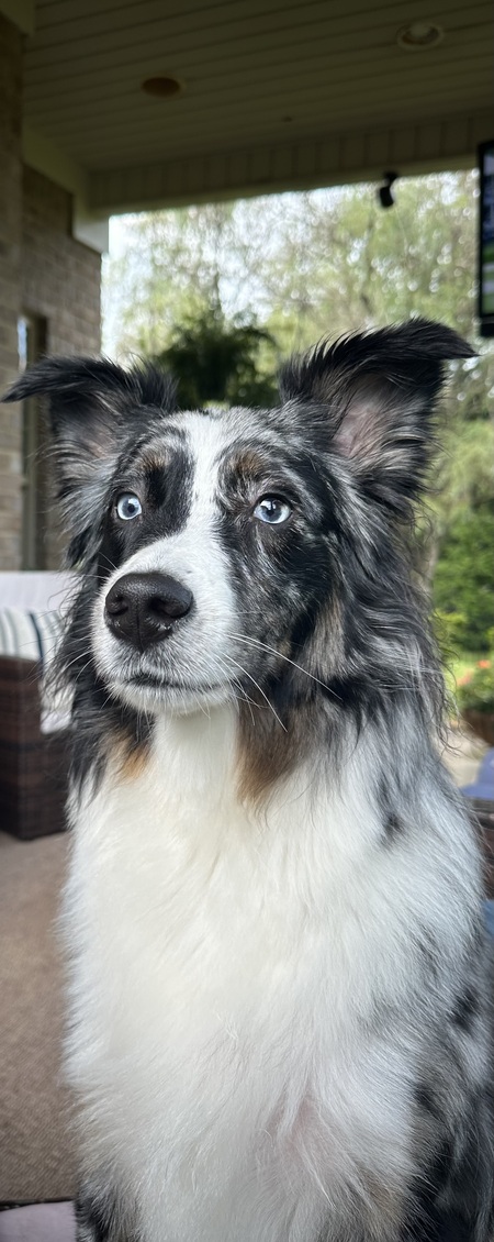 Entry image for Rocco. Clicking this image will show a larger photo