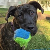 Entry image for Zoey