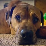 Entry image for Lennon