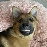 Entry image for Schatzi