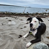 Entry image for Tuxedo 