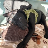 Entry image for Clover