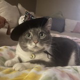 Entry image for Luna