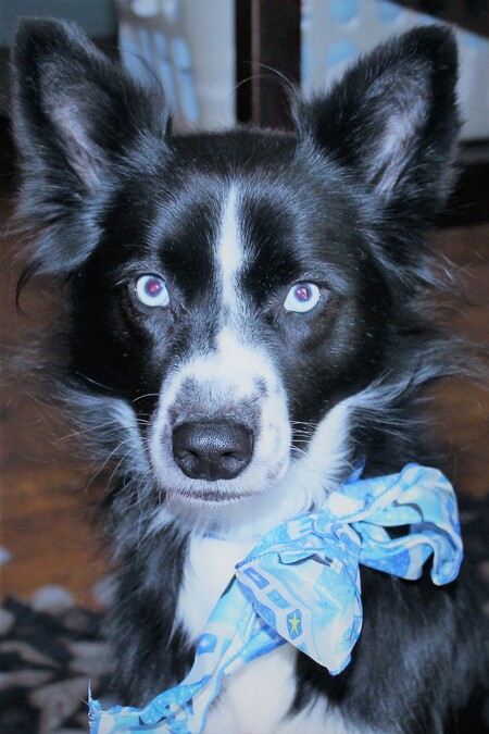 Entry image for Maya. Clicking this image will show a larger photo