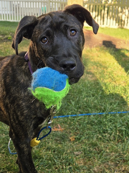 Entry image for Zoey. Clicking this image will show a larger photo