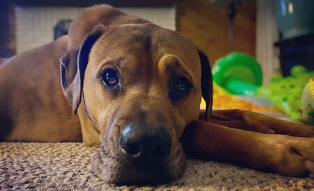 Entry image for Lennon. Clicking this image will show a larger photo