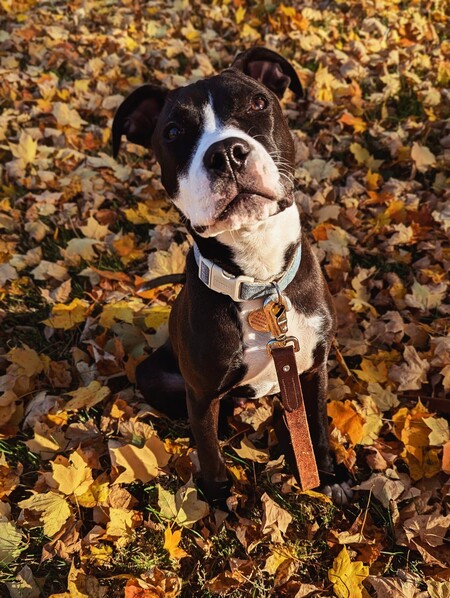 Entry image for George. Clicking this image will show a larger photo