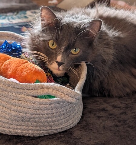 Entry image for Mila. Clicking this image will show a larger photo