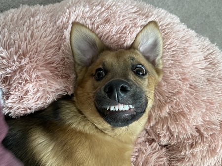 Entry image for Schatzi. Clicking this image will show a larger photo