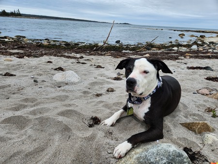 Entry image for Tuxedo . Clicking this image will show a larger photo